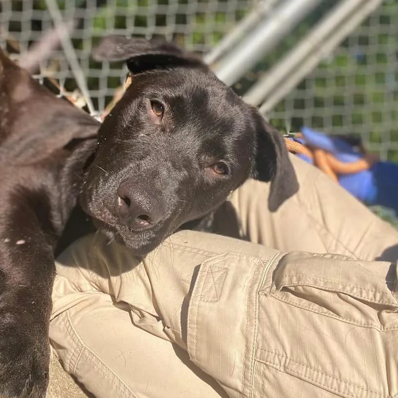 Liquorice thumbnail 2