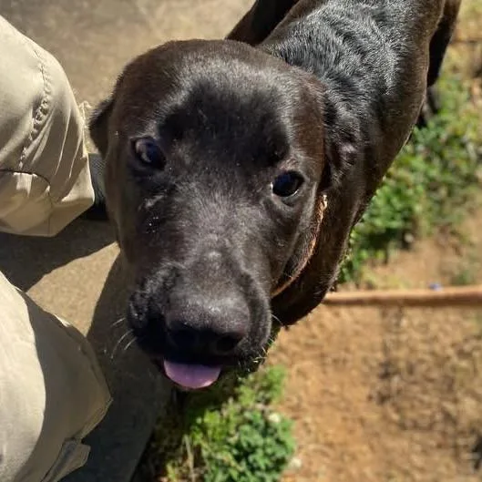 Liquorice thumbnail 4