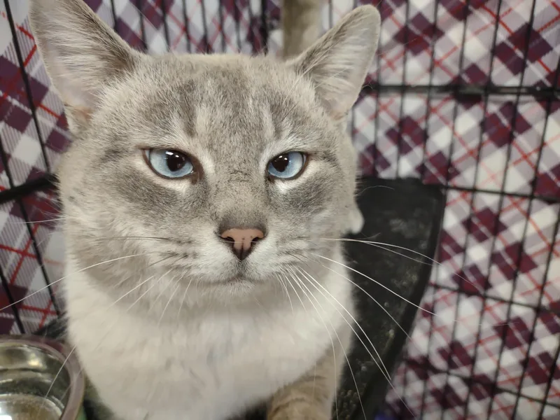 An adult medium-sized male Lilac Point Siamese cat named Jo Jo for adoption in Montour Falls, NY