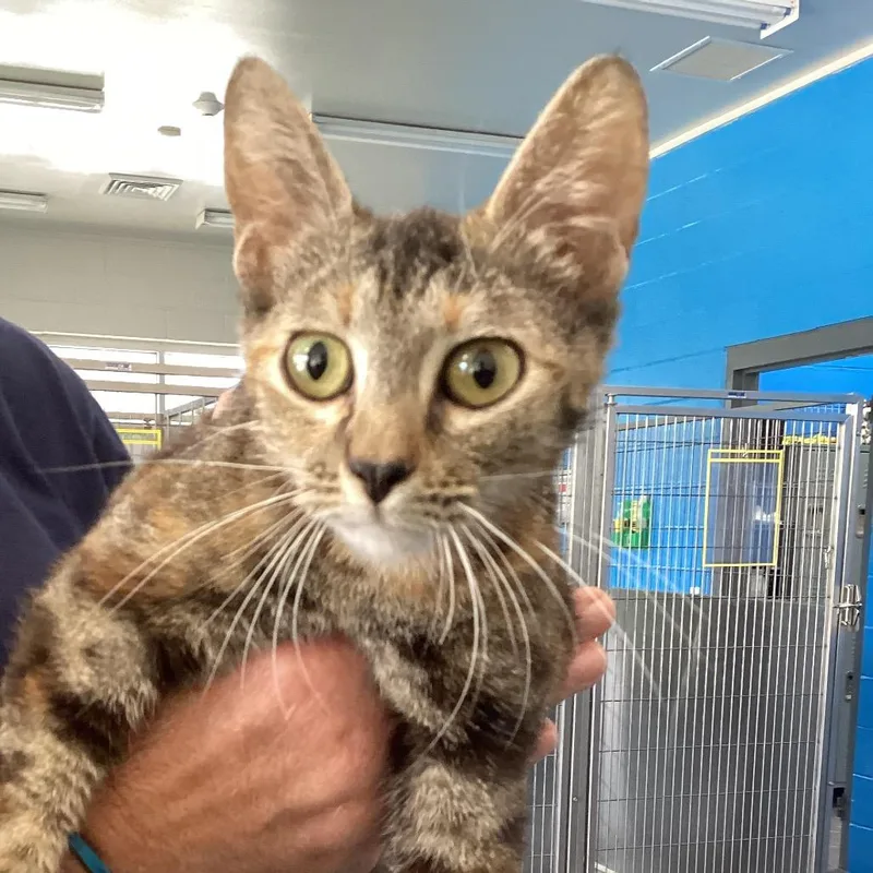 A young medium-sized female Tortoiseshell Domestic Short Hair cat named Gwen for adoption in Montgomery, AL