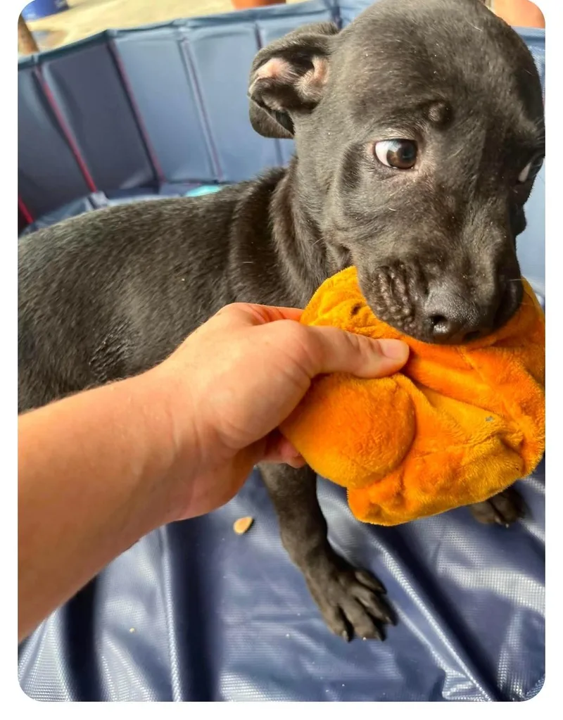 A young medium-sized male Labrador Retriever dog named Honey for adoption in Hampton, VA
