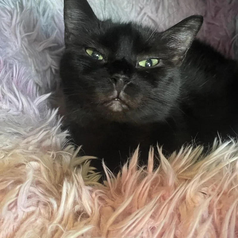 An adult medium-sized female Domestic Short Hair cat named Blavant for adoption in Davie, FL