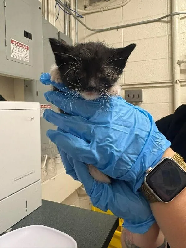 A baby medium-sized female Black Domestic Short Hair cat named Quail for adoption in Fruit Heights, UT