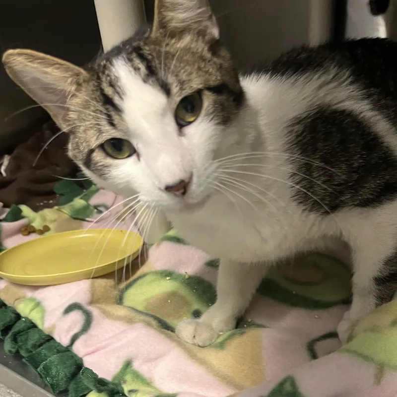 An adult medium-sized male Brown / Chocolate Domestic Short Hair cat named Bojangles for adoption in Oak Park, IL