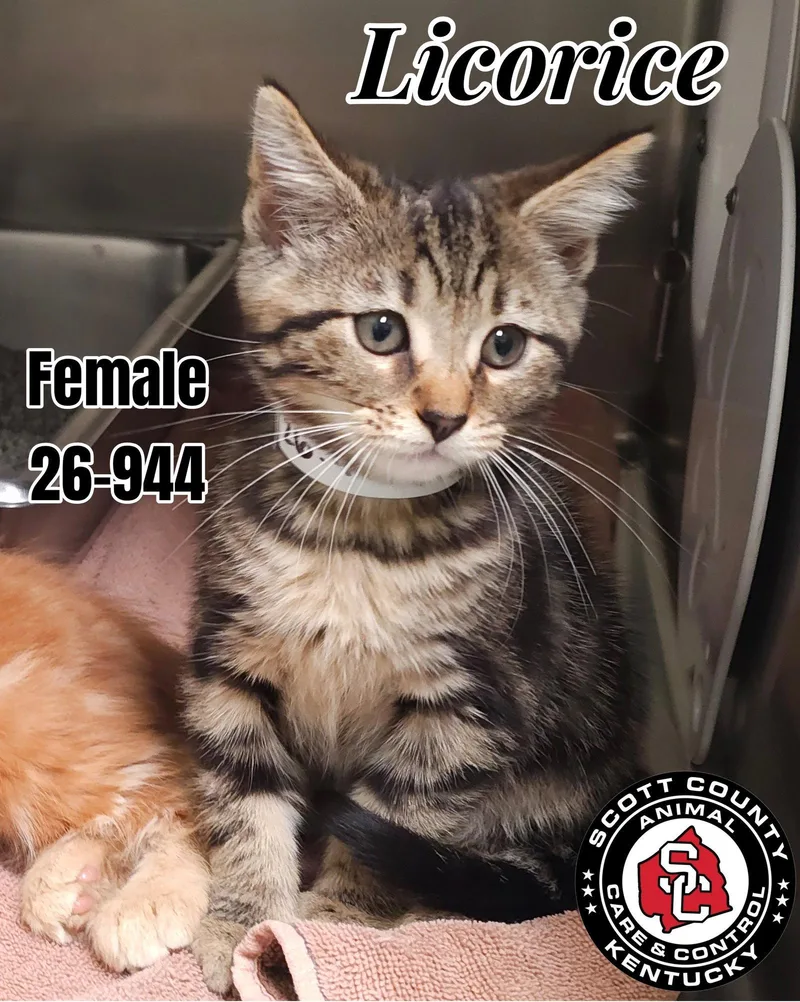 A baby small-sized female Domestic Short Hair cat named Licorice for adoption in Georgetown, KY
