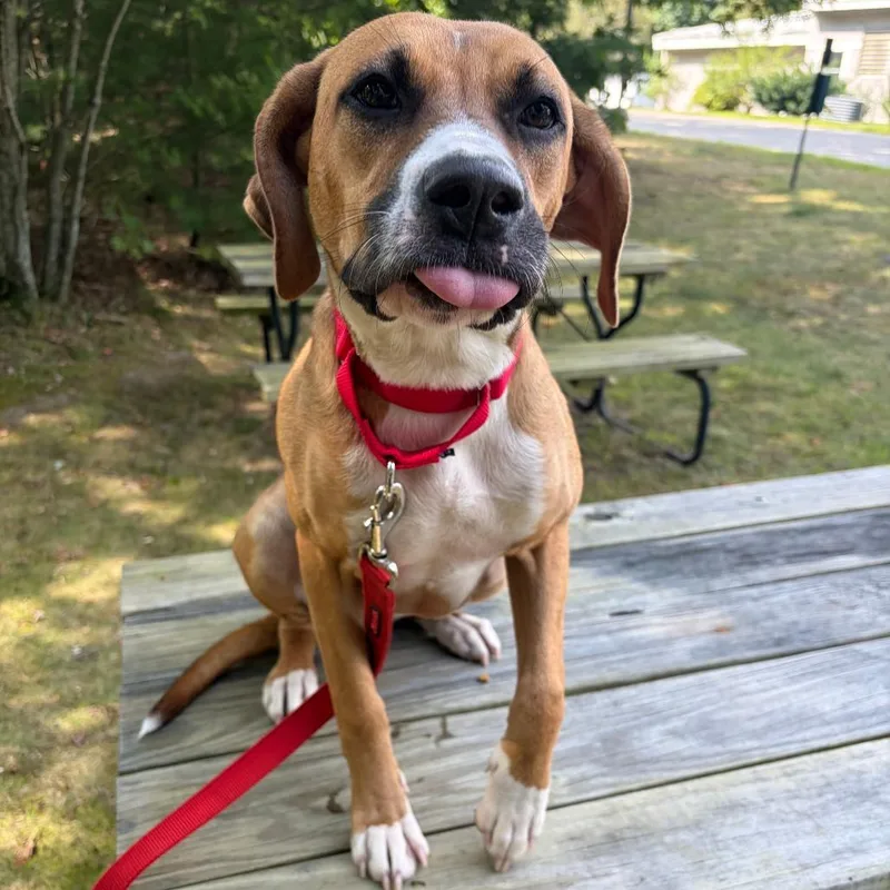 A young medium-sized female Yellow / Tan / Blond / Fawn Mixed Breed dog named Athena for adoption in Bedford, NH