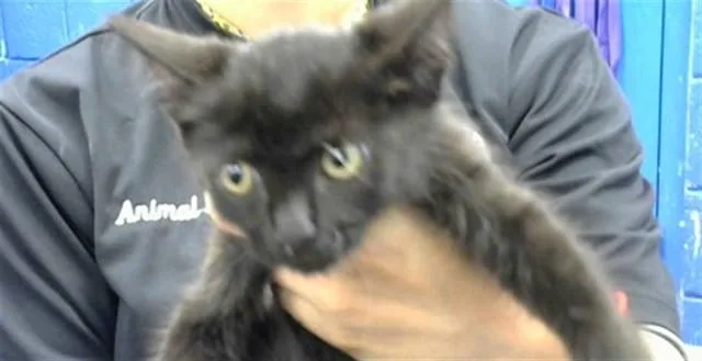 A baby small-sized male Domestic Short Hair cat named Thing for adoption in Albuquerque, NM