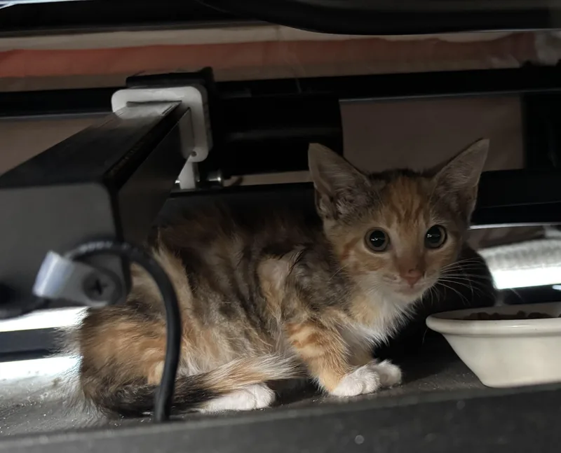 A baby small-sized female Domestic Short Hair cat named Scarlett for adoption in Sneads Ferry, NC