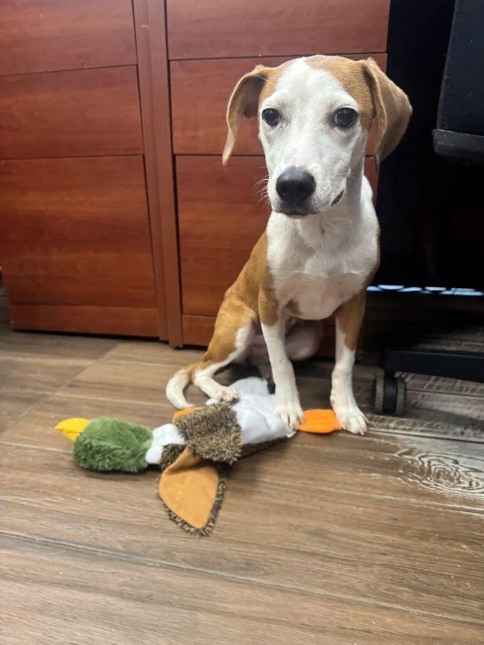 A young medium-sized female Hound dog named Jolene for adoption in Hilton Head Island, SC
