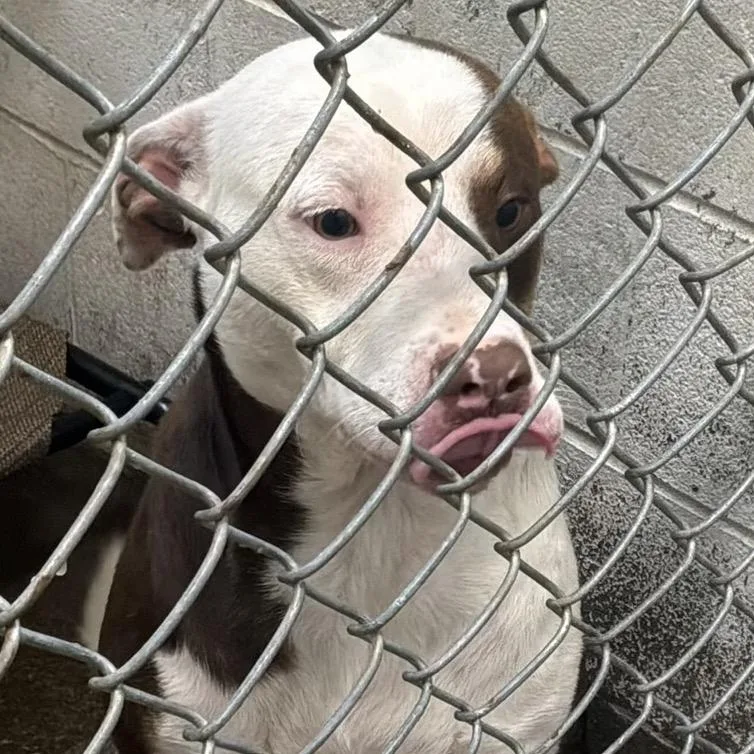 An adult medium-sized male White / Cream Mixed Breed dog named Huckleberry for adoption in Springboro, OH