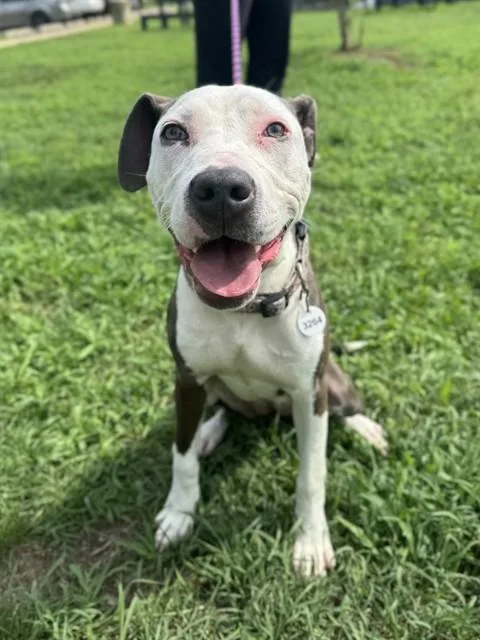 A young medium-sized female Pit Bull Terrier dog named Autumn for adoption in Upper Marlboro, MD