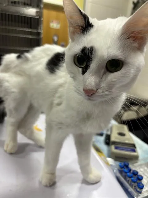 A young medium-sized male Domestic Short Hair cat named Elijah for adoption in Upper Marlboro, MD