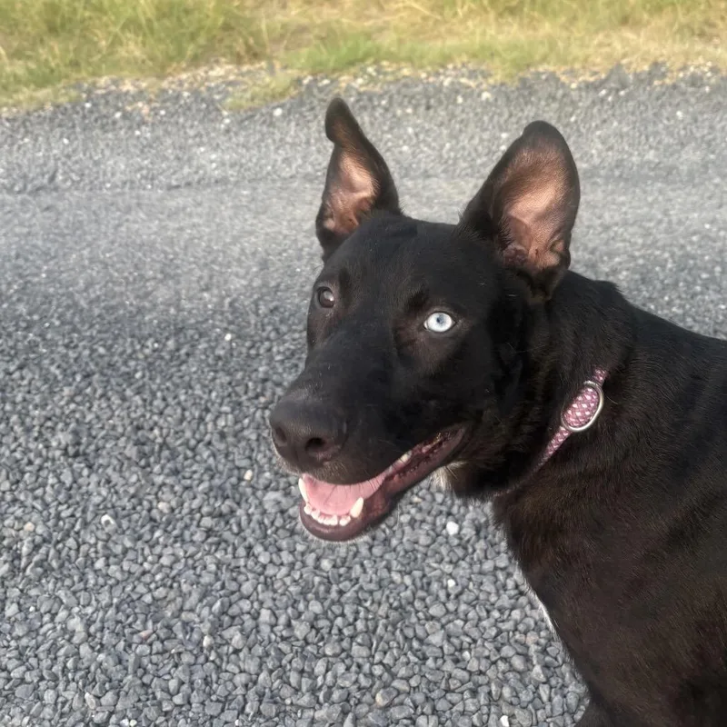 A young medium-sized male Black Australian Cattle Dog / Blue Heeler dog named Oreo for adoption in Floresville, TX