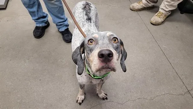 An adult medium-sized female German Shorthaired Pointer dog named Abilene for adoption in Tucson, AZ