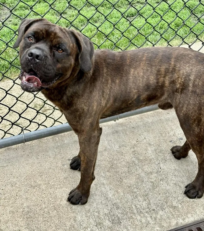 An adult large-sized male Brindle Cane Corso dog named Yukon for adoption in Chicago, IL