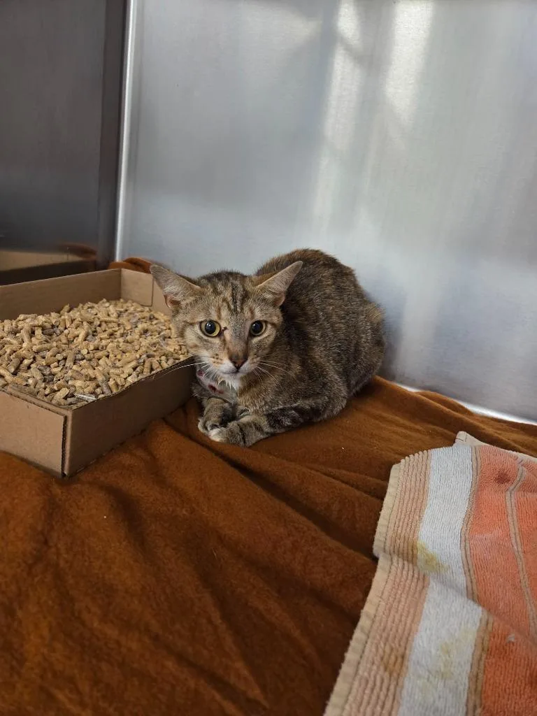 A young medium-sized female Domestic Short Hair cat named Mulan for adoption in Athens, TN