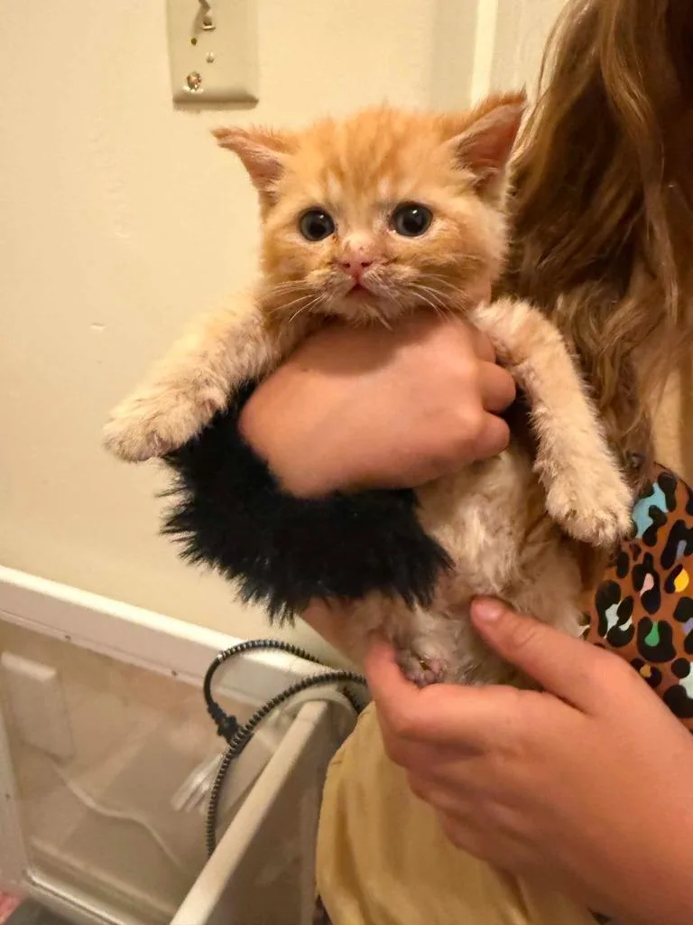 A baby medium-sized male Domestic Short Hair cat named Cheeto for adoption in Salt Lake City, UT