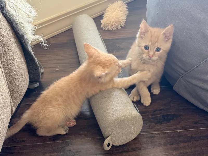 Cheeto thumbnail 5