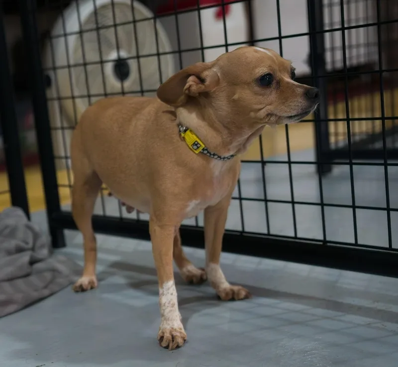 An adult small-sized female Chihuahua dog named Lady Bird for adoption in Owensboro, KY