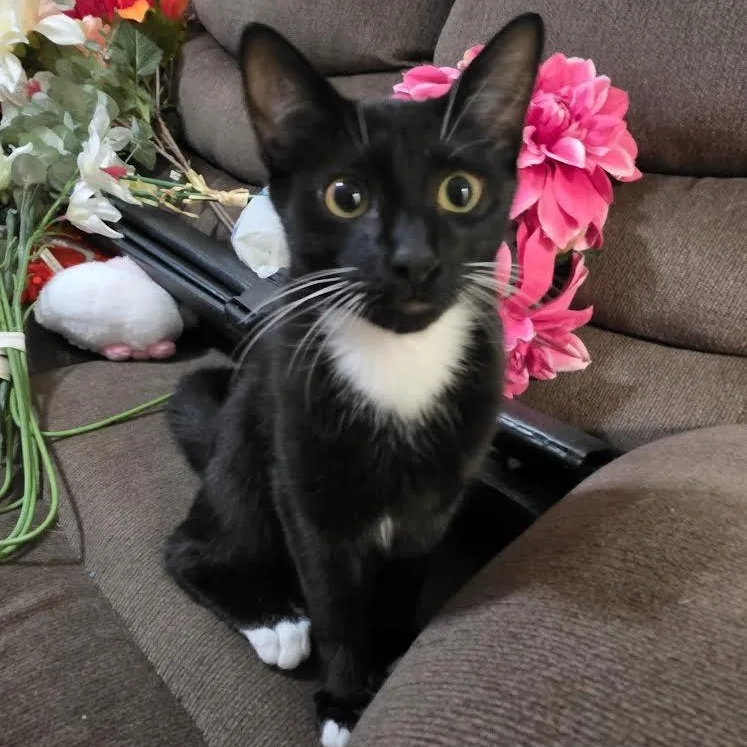 A baby small-sized male Black Bombay cat named Kissy for adoption in Miami, FL