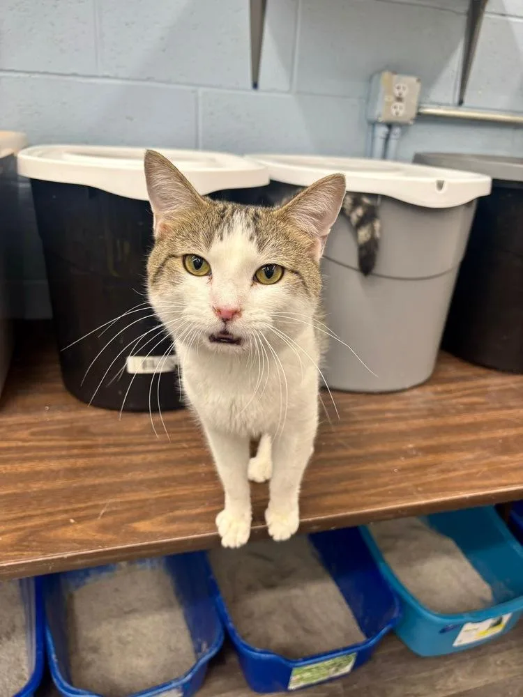 An adult medium-sized male Domestic Short Hair cat named Gibraltar for adoption in West Mifflin, PA