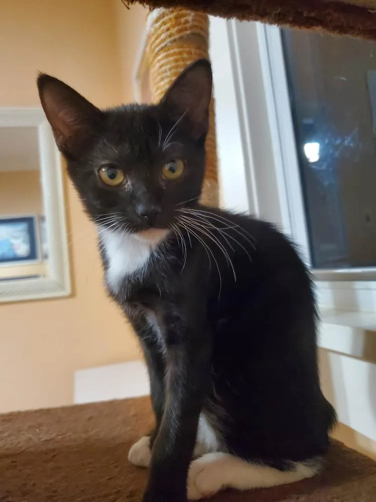 A baby small-sized female Black & White / Tuxedo Domestic Short Hair cat named Mochi for adoption in Hudson, NH