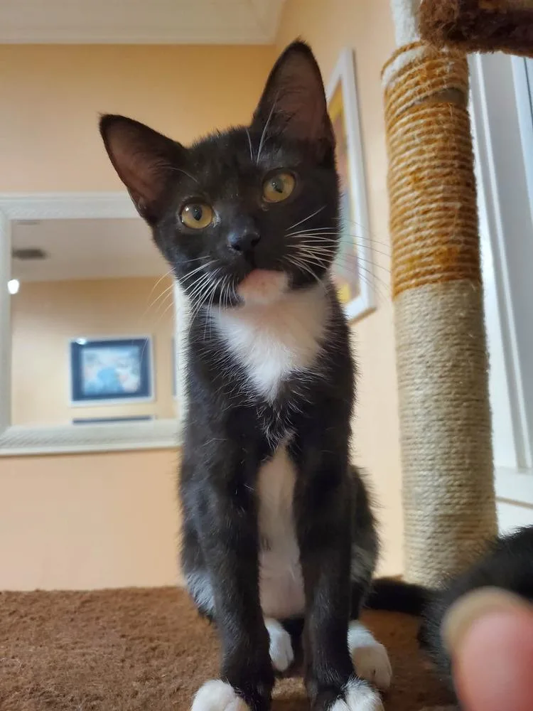 Mochi thumbnail 2