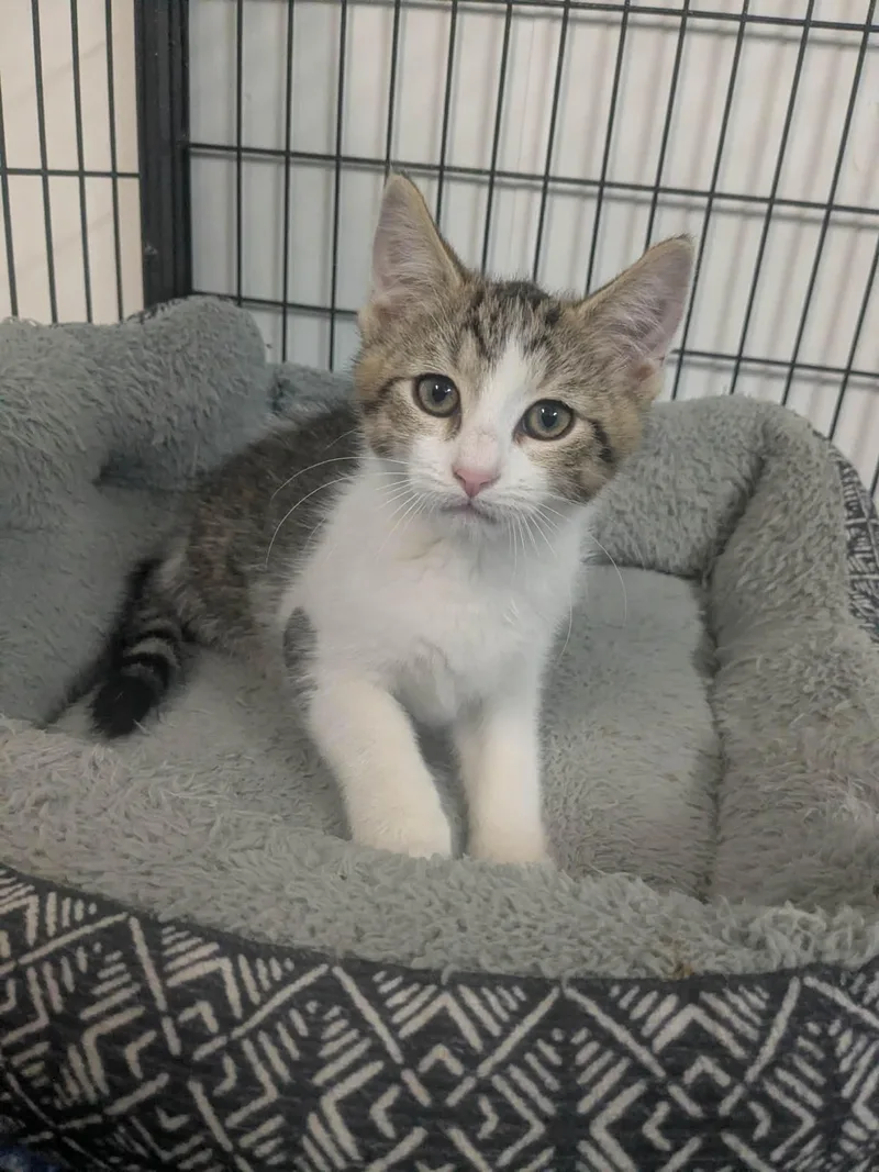 A baby small-sized male Tabby (Buff / Tan / Fawn) Domestic Short Hair cat named Rizzo for adoption in Lock Haven, PA