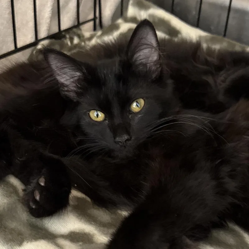 A baby small-sized female Domestic Medium Hair cat named Lady Estelle for adoption in Evansville, IN
