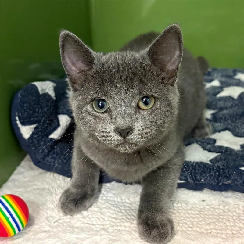 A baby small-sized male Gray / Blue / Silver Domestic Short Hair cat named Button for adoption in Fort Lauderdale, FL