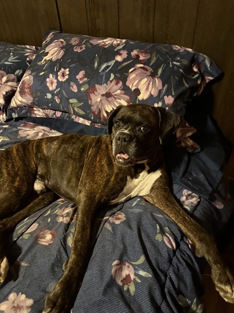 A senior medium-sized male Brindle Boxer dog named Shadow Ii for adoption in Hewitt, TX