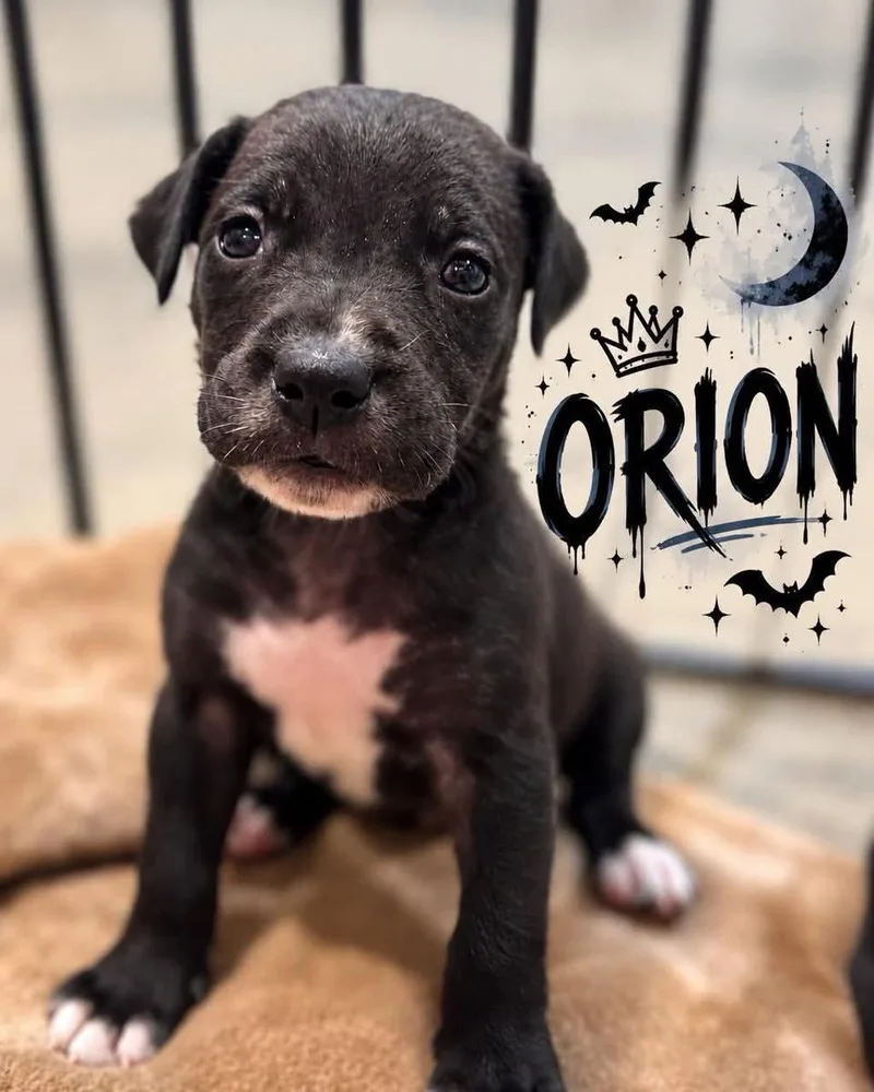A baby large-sized male Golden Retriever dog named Orion for adoption in Grand Bay, AL