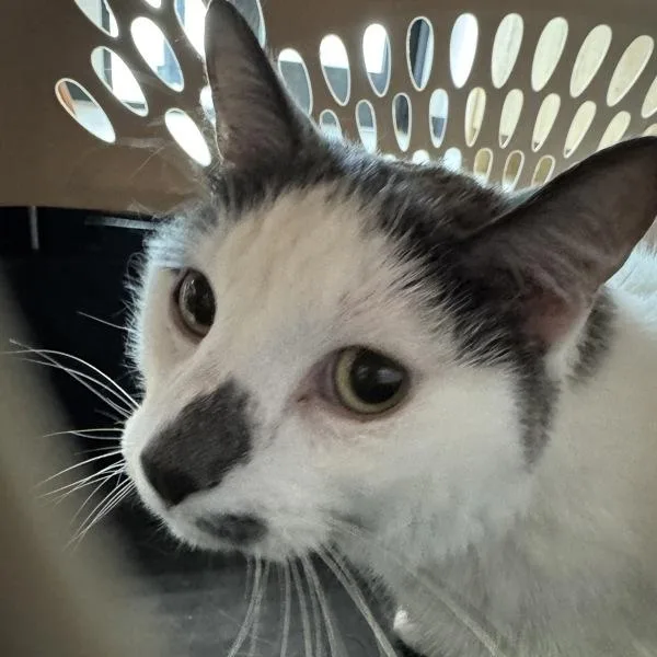 Merlin  Bonded Buddy