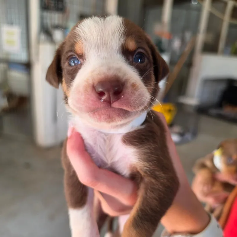 A baby medium-sized male Brown / Chocolate Mixed Breed dog named Reed for adoption in Leander, TX