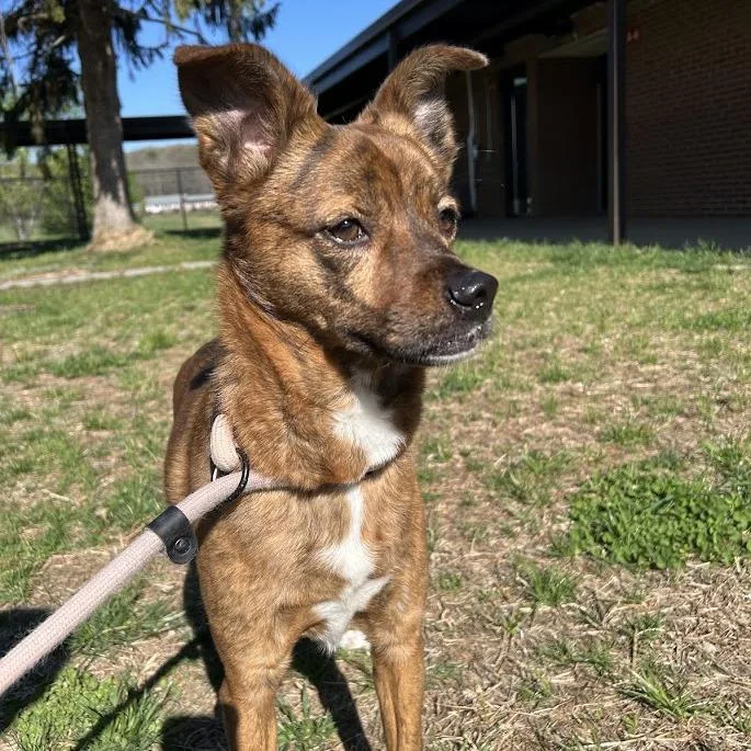 An adult medium-sized female Brindle Terrier dog named Tropical Smoothie "ruby" for adoption in Lyndhurst, VA
