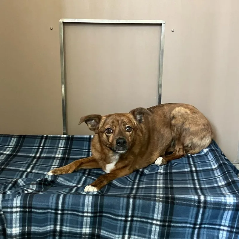 Tropical Smoothie  "ruby" thumbnail 2