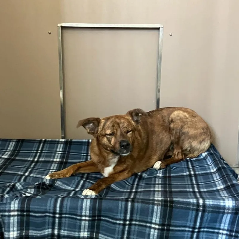 Tropical Smoothie  "ruby" thumbnail 3