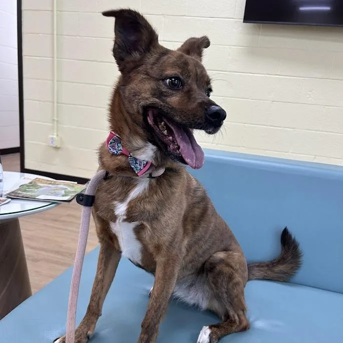 Tropical Smoothie  "ruby" thumbnail 4