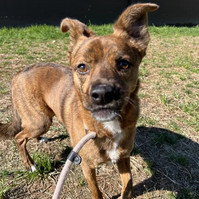 Tropical Smoothie  "ruby" thumbnail 5