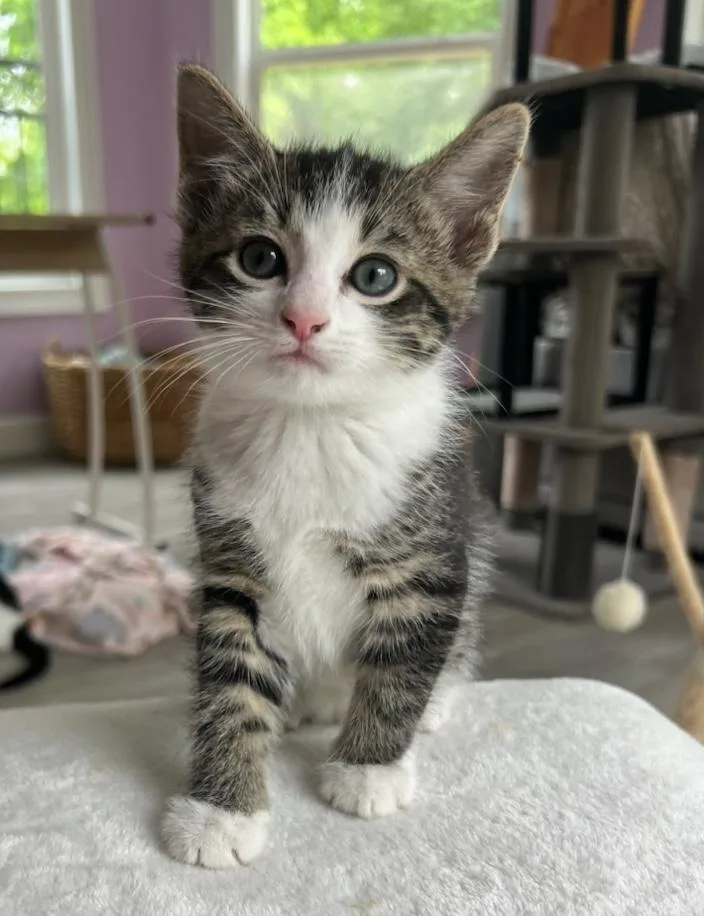 A baby medium-sized male Buff / Tan / Fawn Domestic Short Hair cat named Expresso for adoption in Murfreesboro, TN