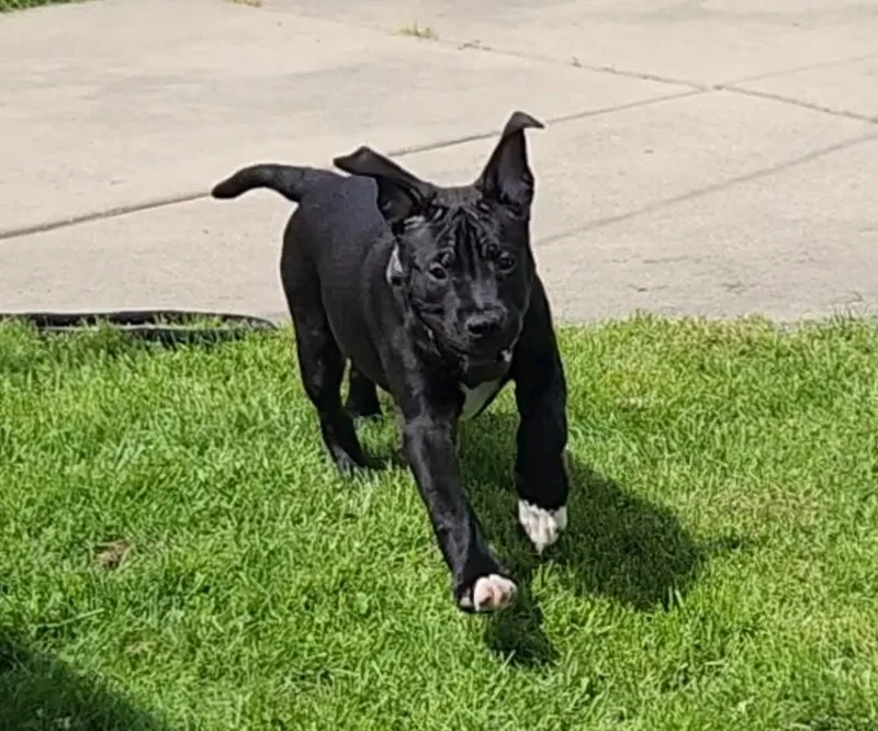 Maverick