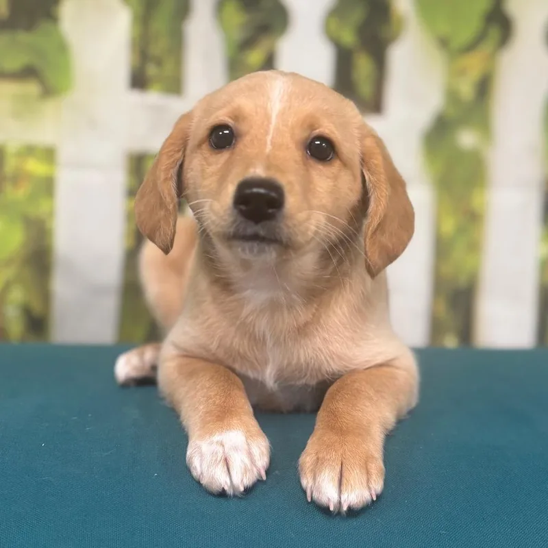 A baby small-sized female White / Cream Mixed Breed dog named Vanilla for adoption in Marshalltown, IA