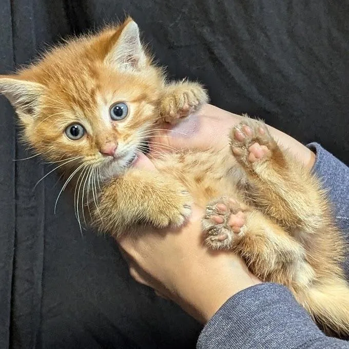 A baby small-sized male Orange / Red Domestic Short Hair cat named Sunshine for adoption in Johnstown, PA