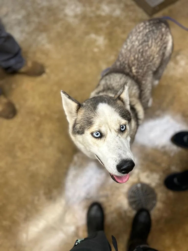 An adult large-sized female Husky dog named Princess for adoption in Lockhart, TX