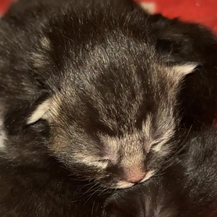 A baby small-sized male Domestic Short Hair cat named Moss for adoption in Monroe, MI