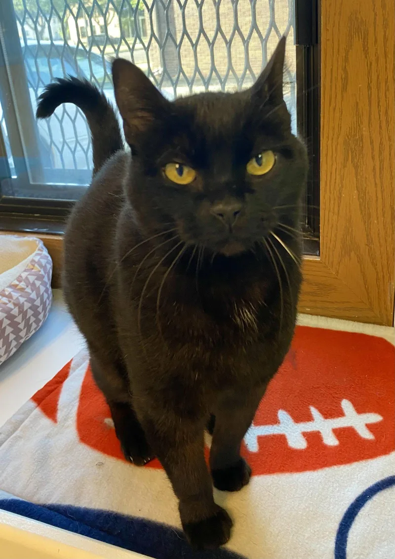 An adult medium-sized female Domestic Short Hair cat named Hulu for adoption in Fargo, ND