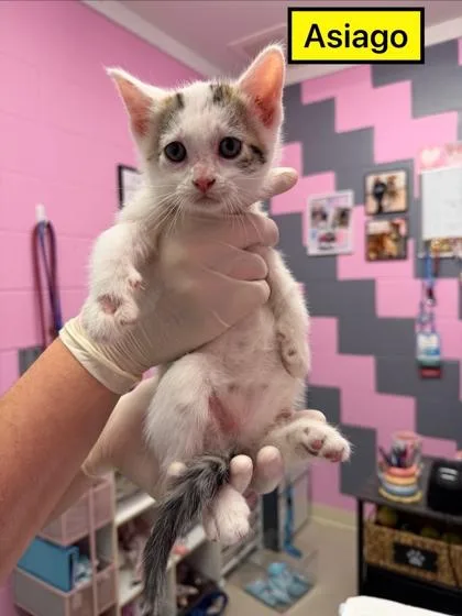 A baby small-sized male Domestic Short Hair cat named Asiago for adoption in Columbus, IN