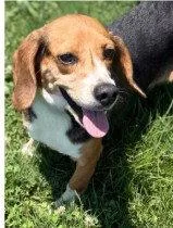 An adult medium-sized female Beagle dog named Sabrina Fair for adoption in Tampa, FL