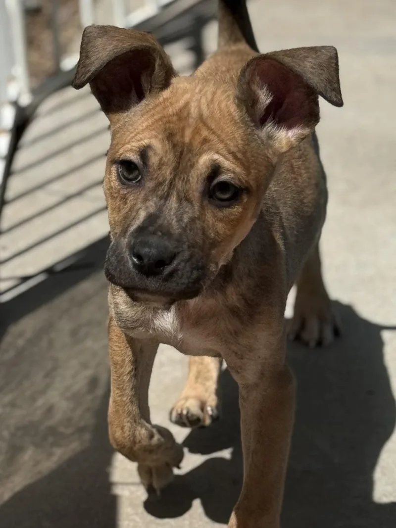 A baby medium-sized male Pit Bull Terrier dog named Reed for adoption in Hesperia, CA