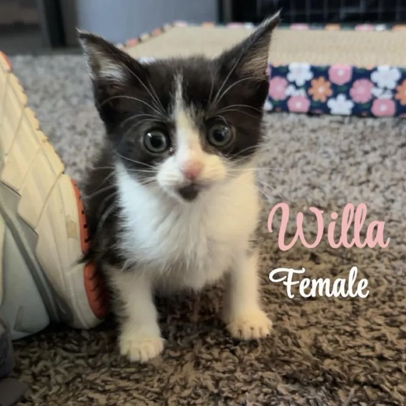 A baby small-sized female Black Domestic Short Hair cat named Willa for adoption in Coralville, IA
